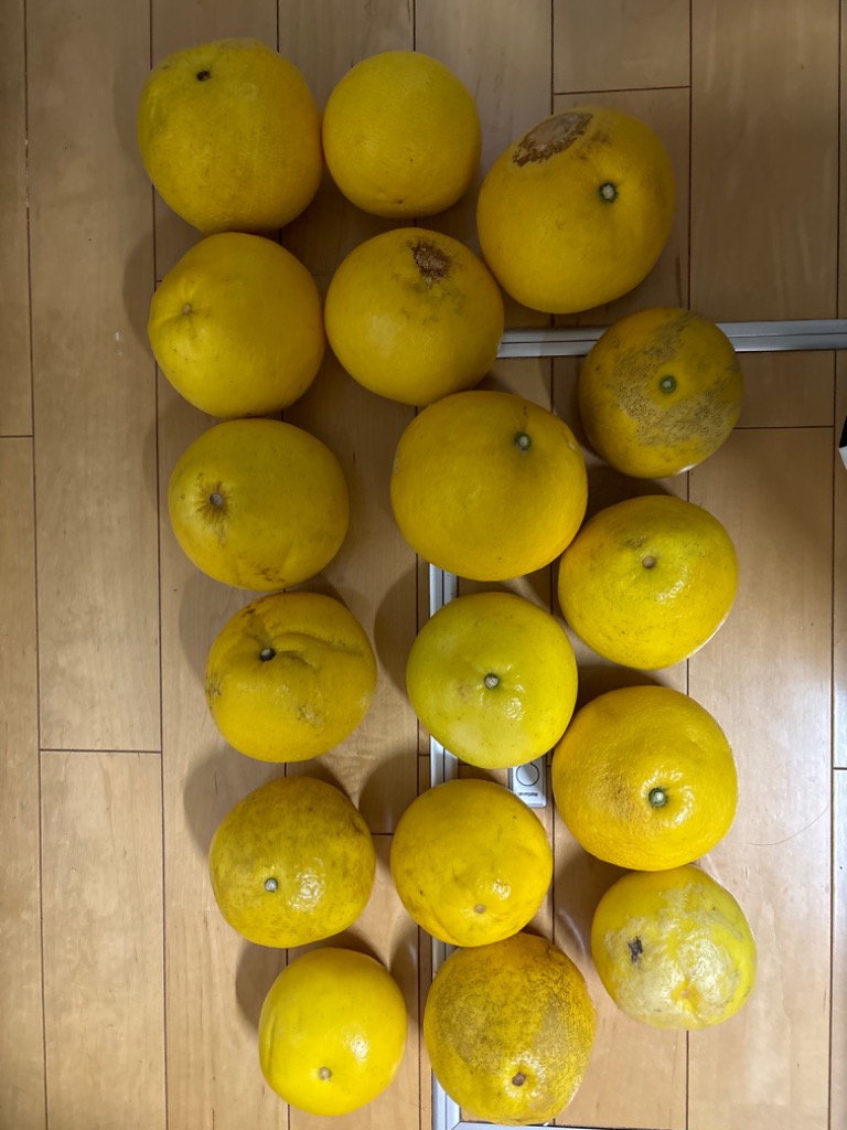 文旦 《本当に訳あり》 土佐文旦 10kg サイズお任せ (約20〜30玉