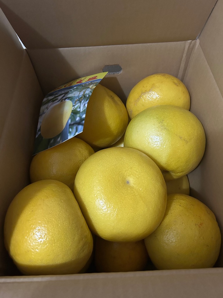 文旦 土佐文旦 高知県産 特大 5L サイズ 約 10kg ご家庭用 ぶん 文旦 土佐文旦 高知県産 特大 5L サイズ 約 10kg ご家庭用 ぶん
