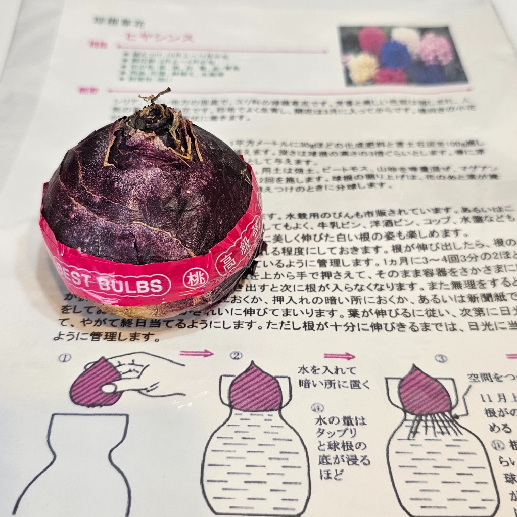 楽天市場】ヒヤシンス 水耕栽培用 特大球（球周16～18cm