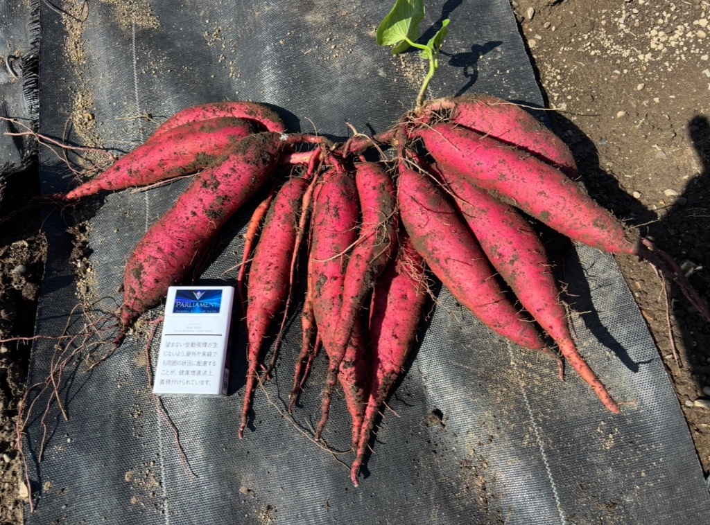 2025年 予約商品】 栗かぐや 10本 サツマイモ切り苗 （登録品種 品種