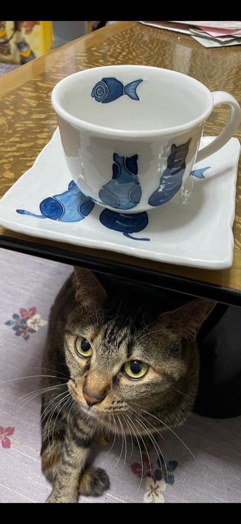 年間定番 お皿 小皿 藍猫 ネコ柄 瀬戸焼 手描き一珍 和風 和陶器 取り皿 猫雑貨 猫グッズ ネコ 雑貨 ねこ柄 ネコグッズ キャット  discoversvg.com