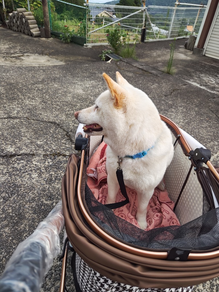 ペットカート Lsize 対面式 分離式 2way 折りたたみ 多頭 中型犬 緩衝スプリング＆大径タイヤ】ペットカート Lsize 対面式 分離式