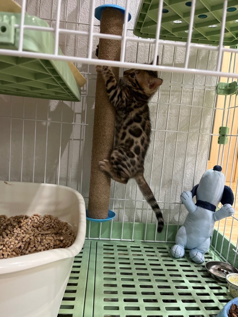 BTM 猫 ケージ キャットケージ ペットケージ キャスター付 猫