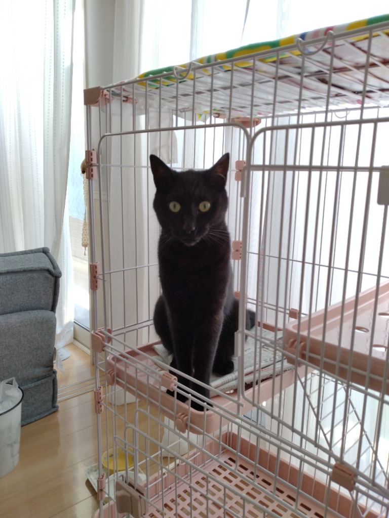 BTM 猫 ケージ キャットケージ ペットケージ キャスター付 猫