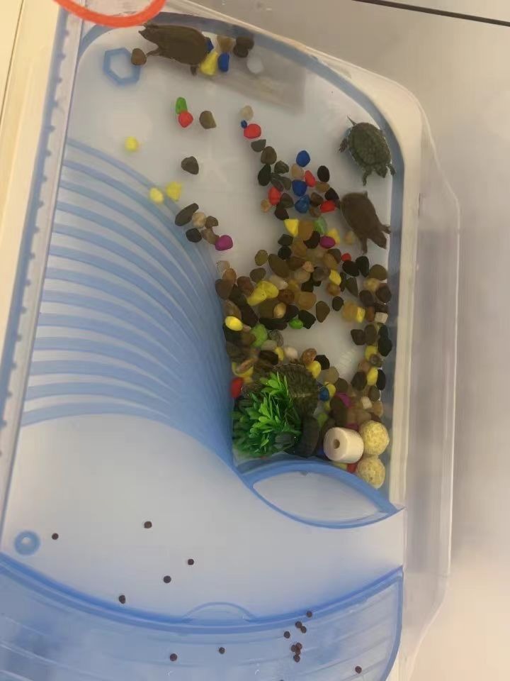 亀の水槽 カメ 水槽 飼育ケース ボックス タートルタンク