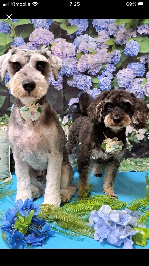うちの子キーホルダー 名入れ DOG / わんこ 犬 ダックス チワワ うちの子キーホルダー 名入れ DOG / わんこ 犬 ダックス チワワ