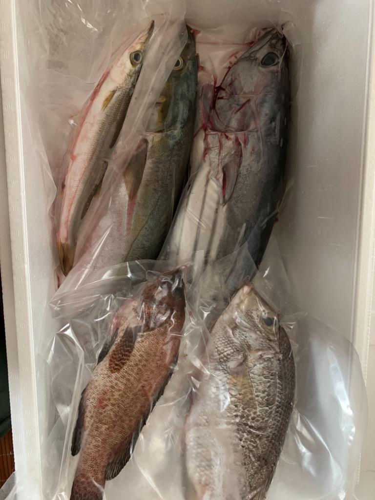 大阪市中央卸売市場直送 鮮魚セット 魚 さかな セット 詰め合せ 鮮魚 贈答 ギフト 日替わり 旬 :sg1:ざこばの朝市オンラインショップ - 通販  - Yahoo!ショッピング