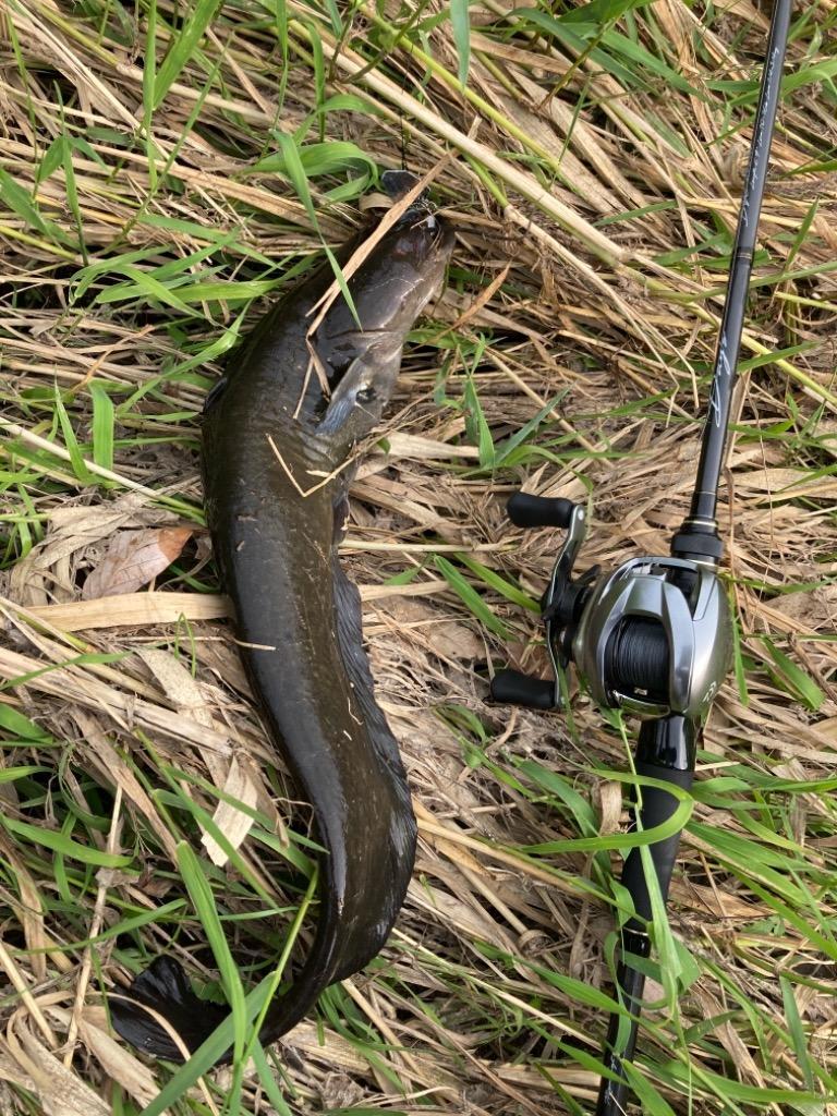DAIWA(釣り) 20 ジリオン SV TW 1000HL 釣り ベイトリール DAIWA(釣り) 20 ジリオン SV TW 1000HL 釣り ベイトリール