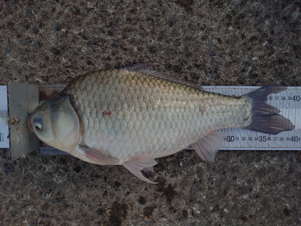 シマノのへら竿「朱紋峰 嵐水（しゅもんほう らんすい）」の十二尺（12尺）です。 Amazon | シマノ(SHIMANO) へら竿 朱紋峰 嵐月(しゅもんほう