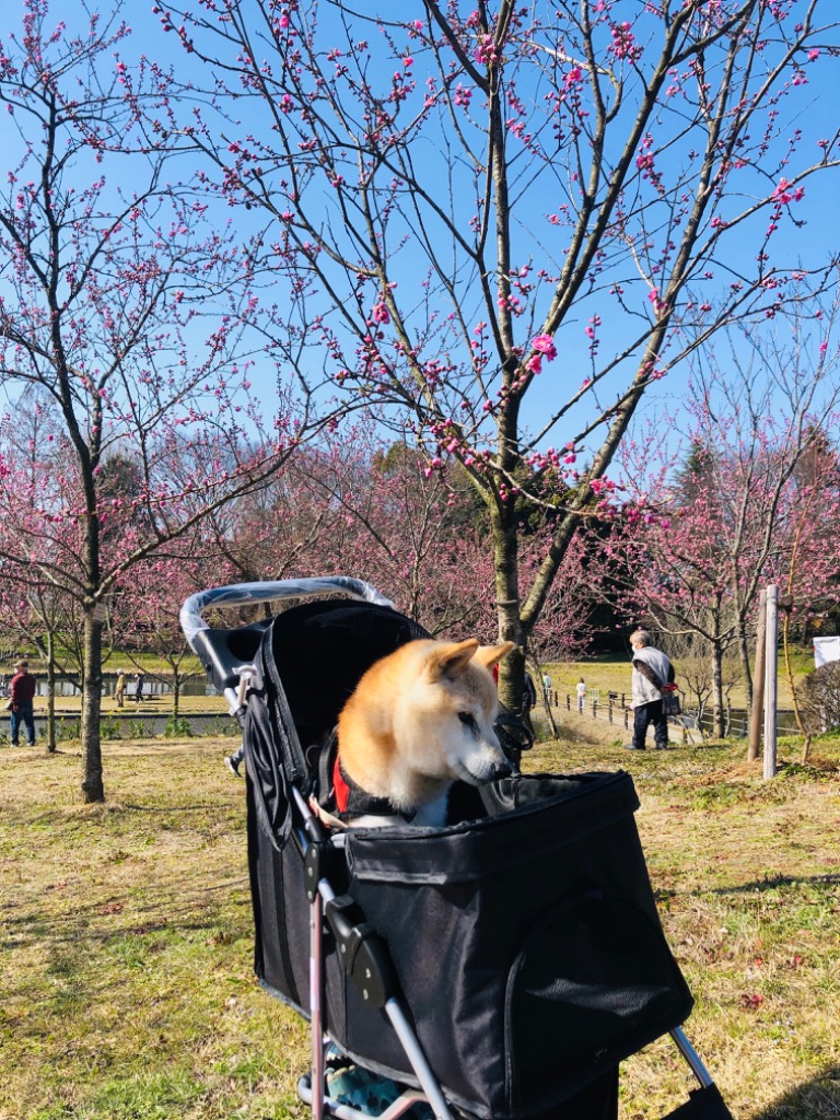 1件目のレビュー画像 | 1