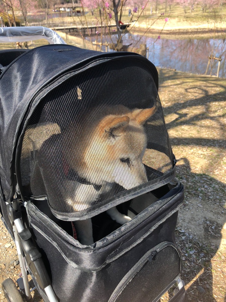 1件目のレビュー画像 | 2