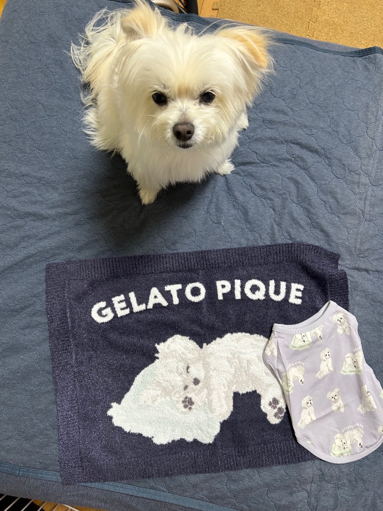 gelato pique（ジェラートピケ） 「CAT＆DOG」マルチーズ柄