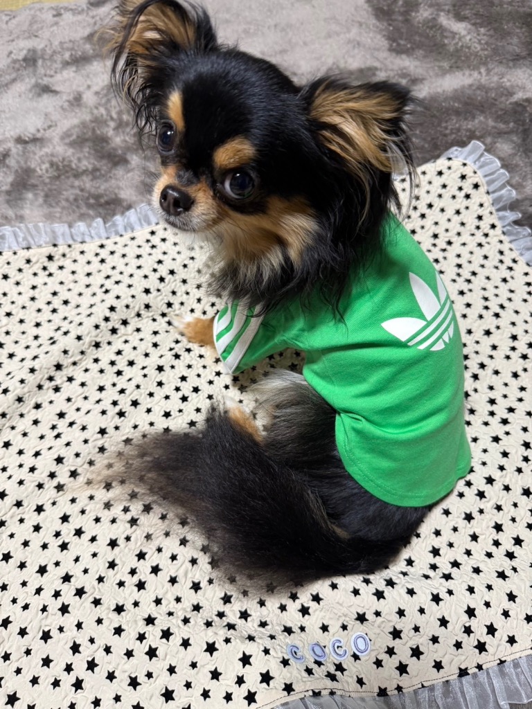 adidas（アディダス） 犬 服 ペット カリ Tシャツ / アディダス