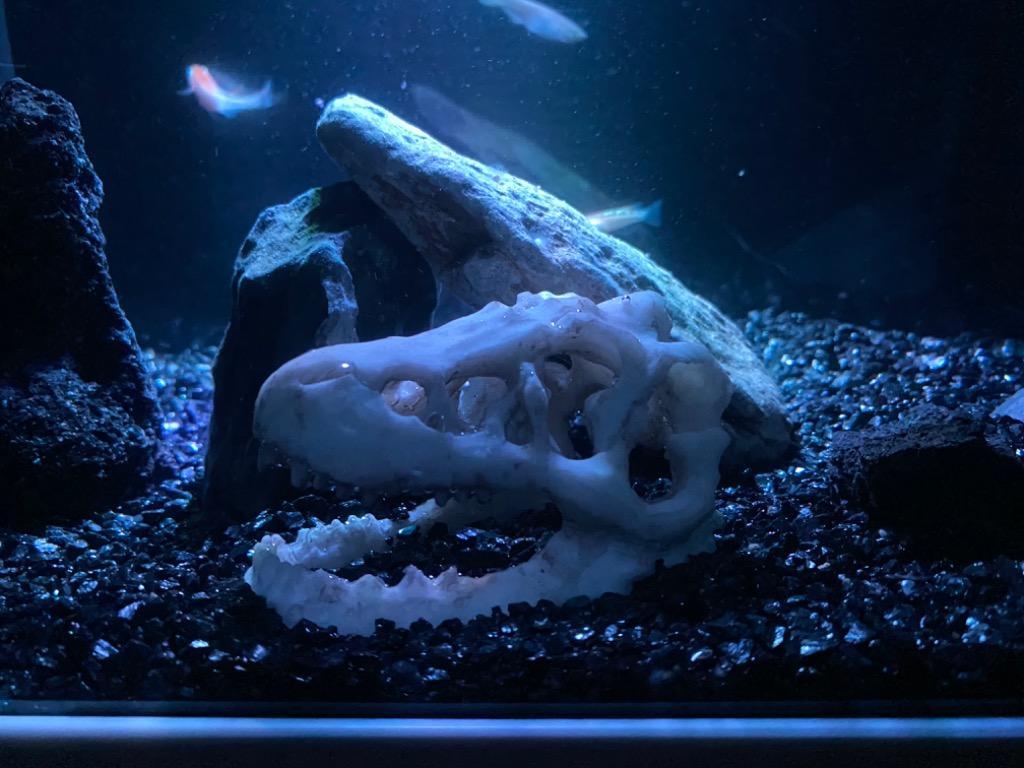 マストアップ恐竜 骨 水槽 鑑賞 金魚 装飾 飾 熱帯魚 水槽オブジェ インテリア