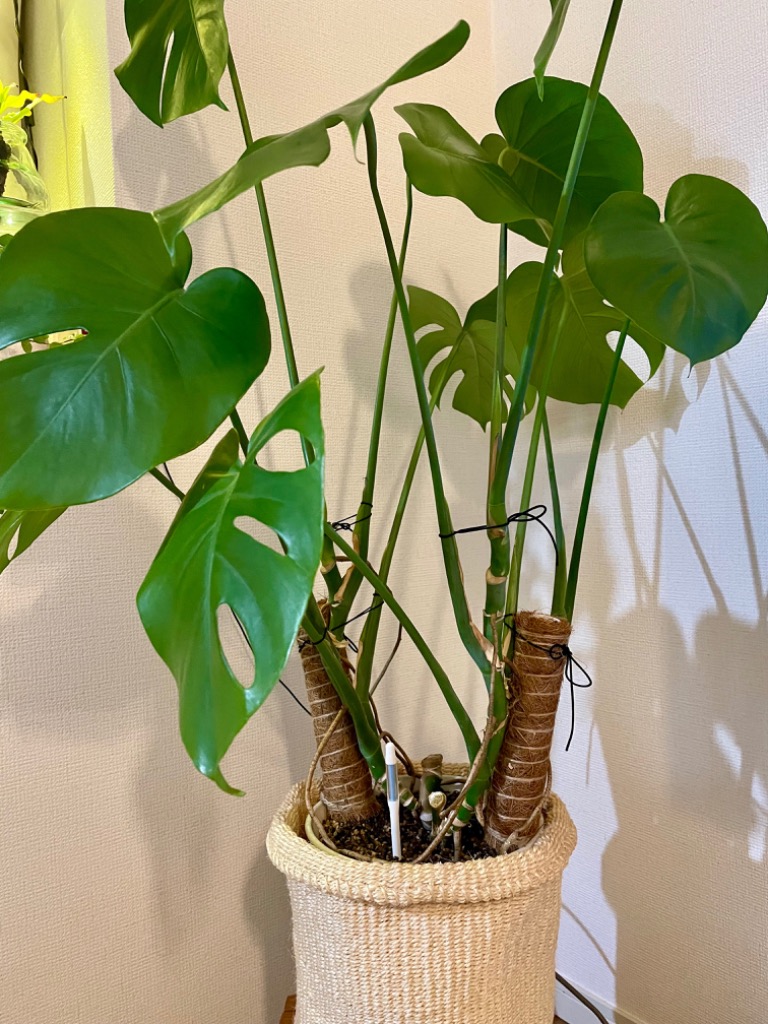 ムー　同時梱包割引 モンステラ30 斑入　マスターピース ムー 同時梱包割引 モンステラ30 斑入 マスターピース 特別な